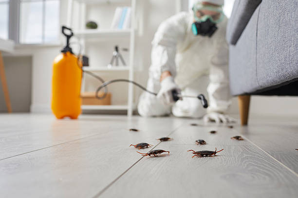 Post-Treatment Bed Bug Interceptor Monitoring in Dayton